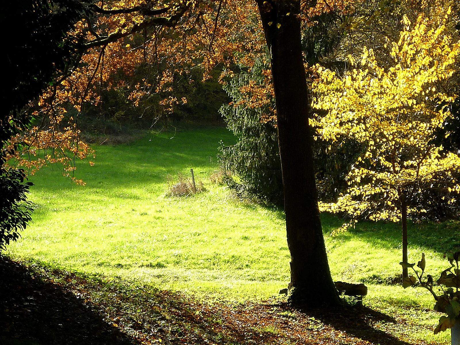 Prairie et bois de chênes du Hameau des Rabauds en automne, lumière dorée à travers les feuillages